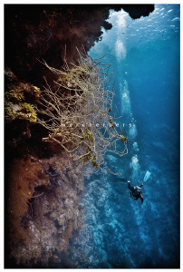 Off coast Roatan i shortly pointed my camera back and cap... by Marc Herpers 